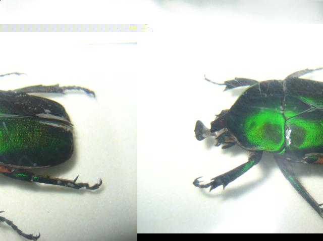 Насекомые №5 Изумрудный Жук (Trigonophorus sp.) Фото