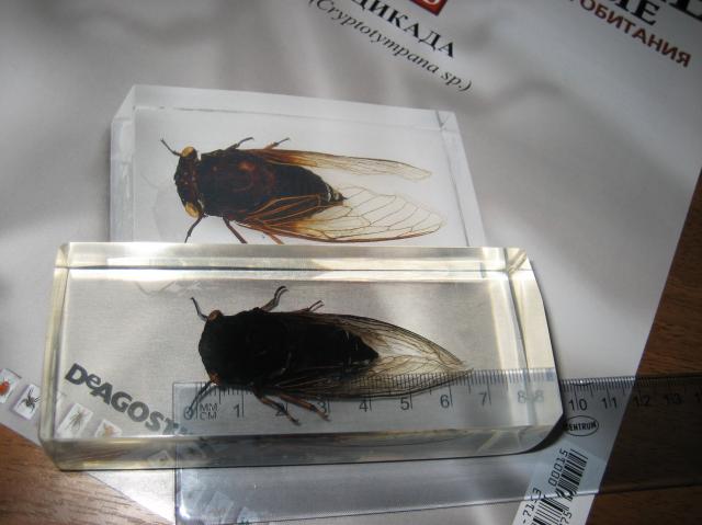 Насекомые №15 Цикада (Cryptotympana sp.) фото, обсуждение