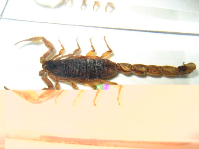 Насекомые №1 Маньчжурский Золотой Скорпион (Mesobuthus martensi) Фото