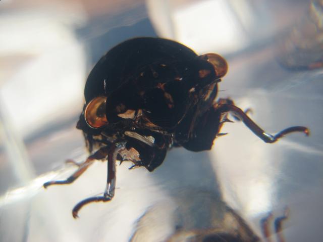 Насекомые №15 Цикада (Cryptotympana sp.) фото, обсуждение