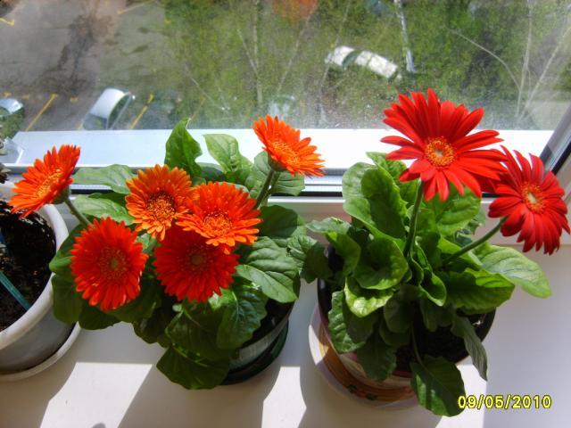 Цветы и растительность в нашем доме)