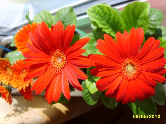 Цветы и растительность в нашем доме)