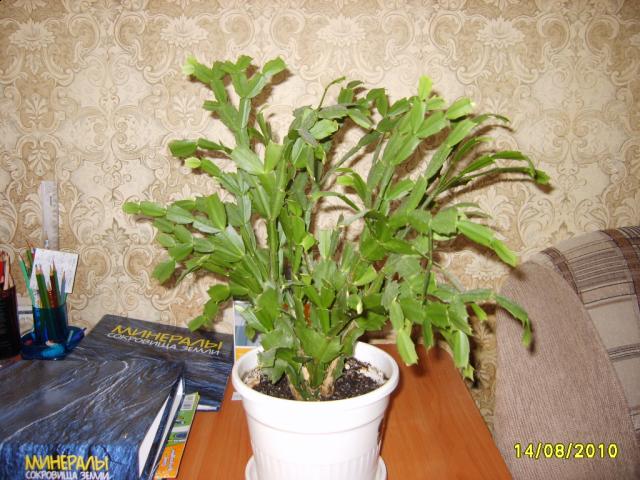 Цветы и растительность в нашем доме)