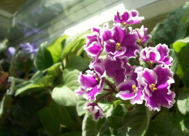 Цветы и растительность в нашем доме)