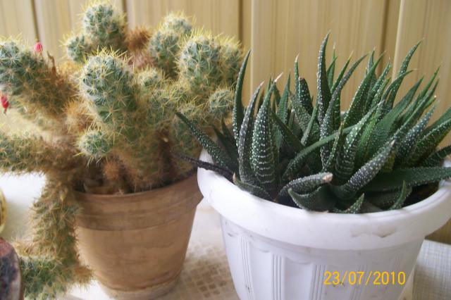 Цветы и растительность в нашем доме)