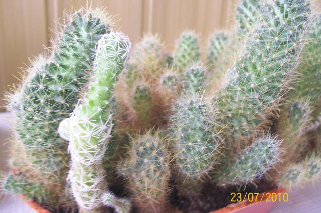 Цветы и растительность в нашем доме)