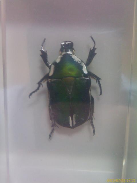 Насекомые №12 Бронзовка (Protaetia sp) фото, обсуждение