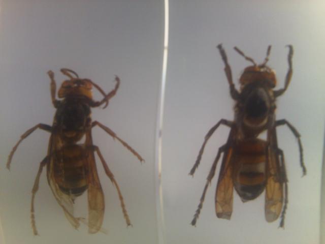 Насекомые №13 Шершень (Vespa sp.) фото, обсуждение