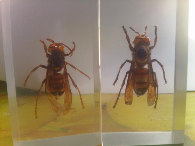 Насекомые №13 Шершень (Vespa sp.) фото, обсуждение