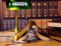 Фото кошек)))))