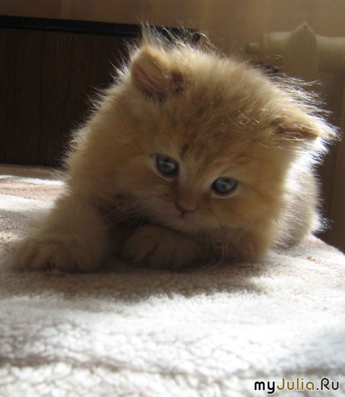 Фото кошек)))))