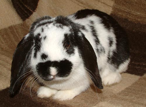 Фото кошек)))))