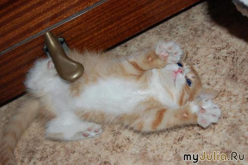 Фото кошек)))))