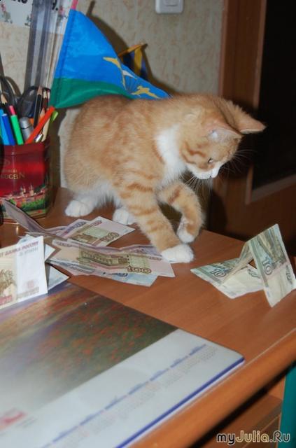 Фото кошек)))))