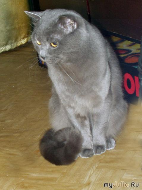 Фото кошек)))))