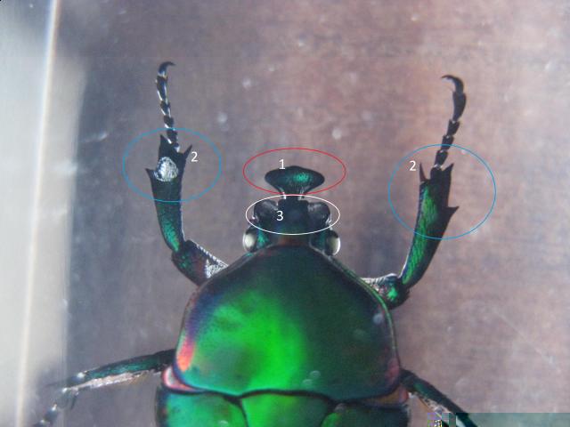 Насекомые №5 Изумрудный Жук (Trigonophorus sp.) Фото