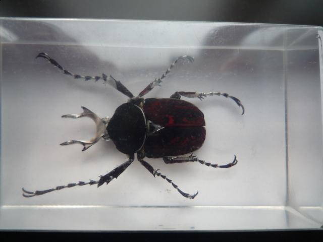 Насекомые №7 Формосская Бронзовка (Dicronocephalus) фото, обсуждение