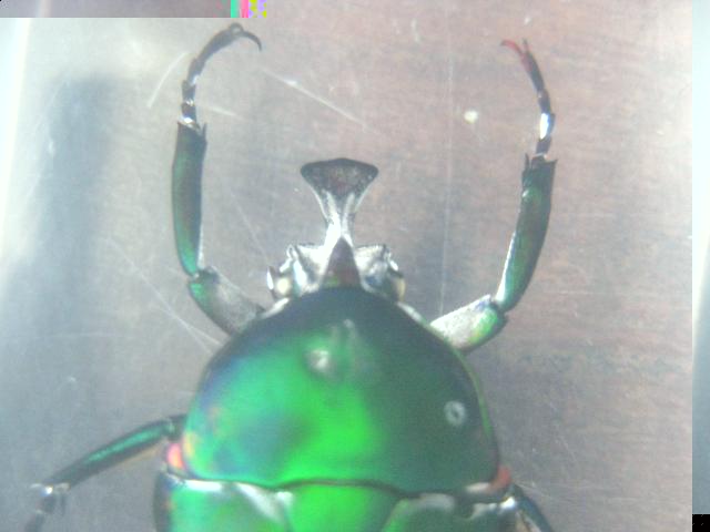 Насекомые №5 Изумрудный Жук (Trigonophorus sp.) Фото