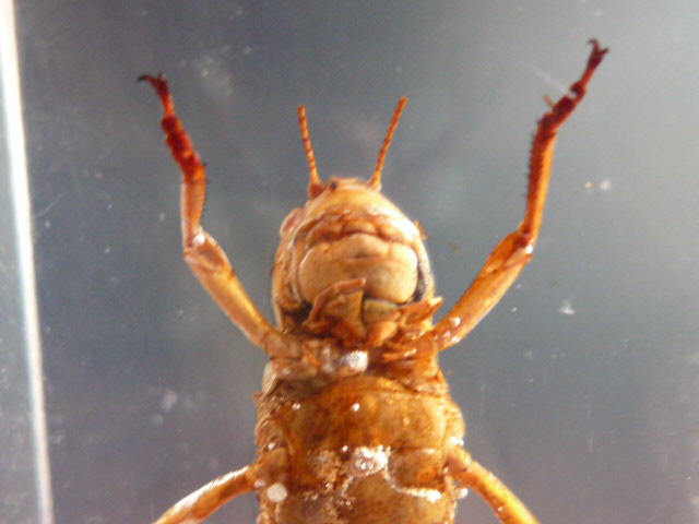 Насекомые №6 Перелетная саранча (Locusta migratoria) фото, обсуждение