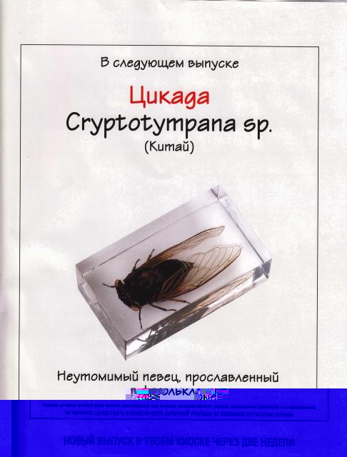 Насекомые №14 Азиатская Цикада (Pyrops cf. candelaria) фото, обсуждение