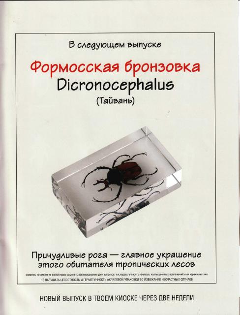 Насекомые №7 Формосская Бронзовка (Dicronocephalus) фото, обсуждение