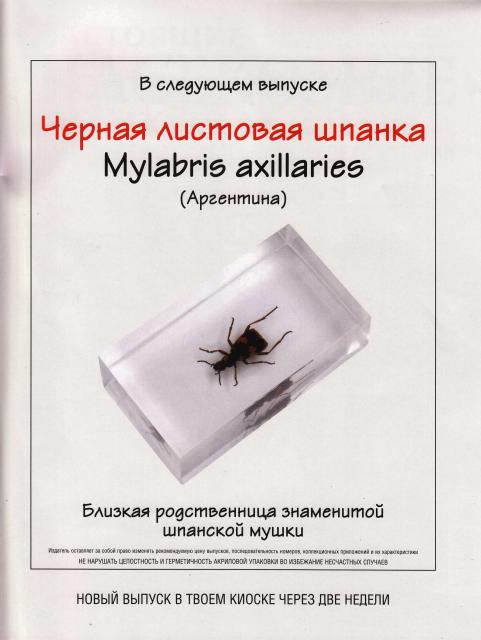 Насекомые №15 Цикада (Cryptotympana sp.) фото, обсуждение