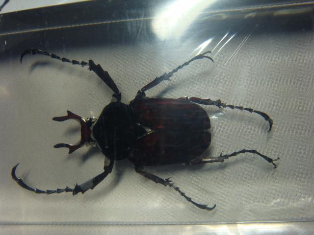 Насекомые №7 Формосская Бронзовка (Dicronocephalus) фото, обсуждение