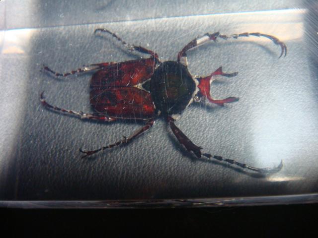 Насекомые №7 Формосская Бронзовка (Dicronocephalus) фото, обсуждение