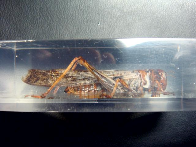 Насекомые №6 Перелетная саранча (Locusta migratoria) фото, обсуждение