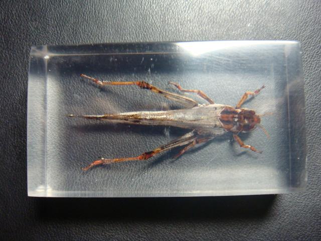 Насекомые №6 Перелетная саранча (Locusta migratoria) фото, обсуждение