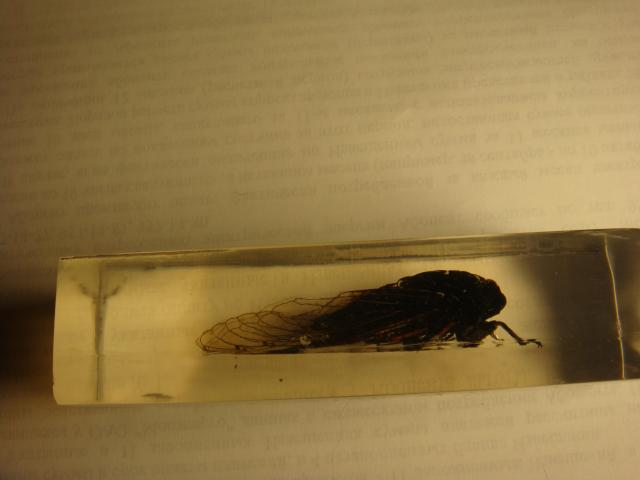 Насекомые №15 Цикада (Cryptotympana sp.) фото, обсуждение