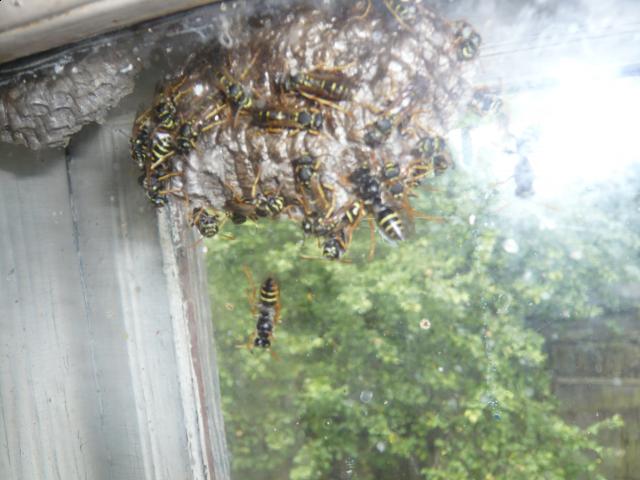 Фото насекомых (не из журнала)