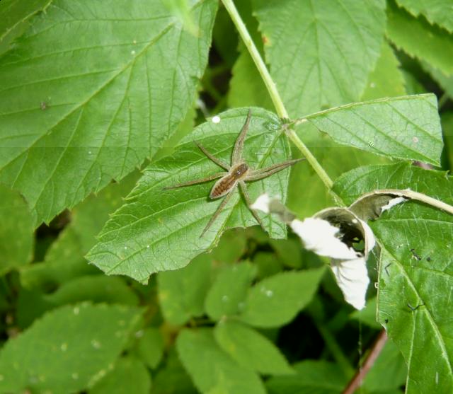 Фото насекомых (не из журнала)