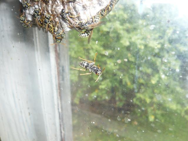 Фото насекомых (не из журнала)