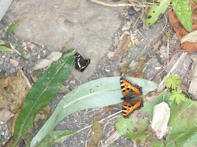 Фото насекомых (не из журнала)