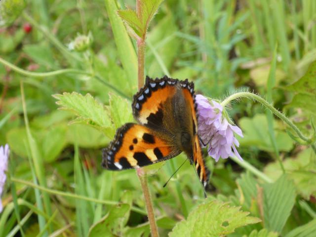 Фото насекомых (не из журнала)