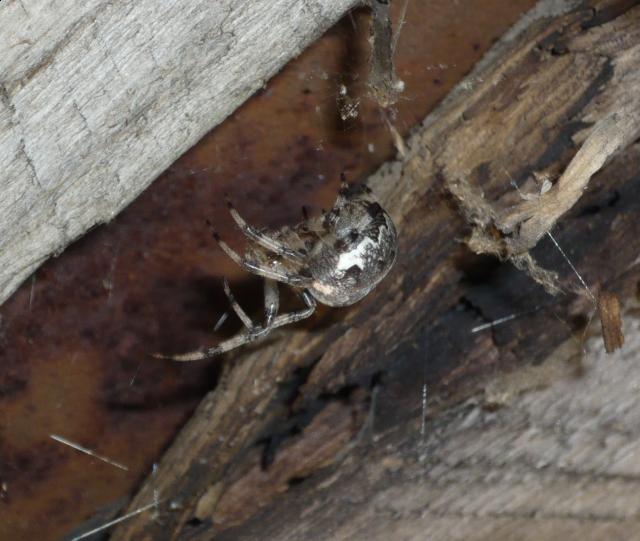 Фото насекомых (не из журнала)