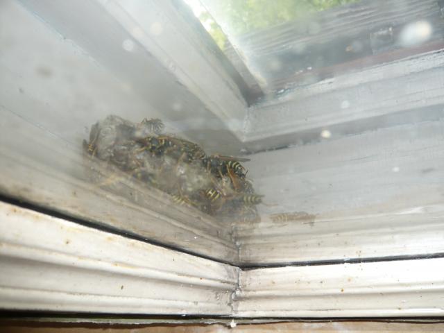 Фото насекомых (не из журнала)