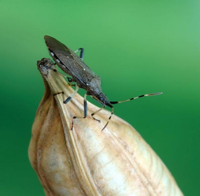 Насекомые и их знакомые 2010 График Выхода и обсуждение