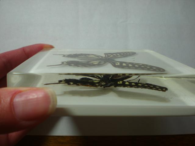 Насекомые в Акриле НЕ из Журнала