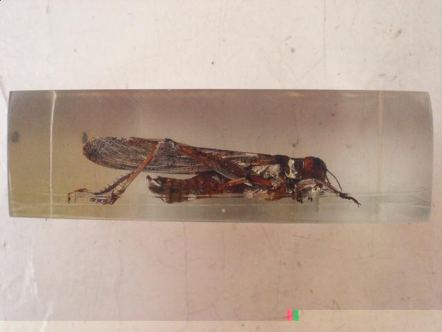 Насекомые №6 Перелетная саранча (Locusta migratoria) фото, обсуждение