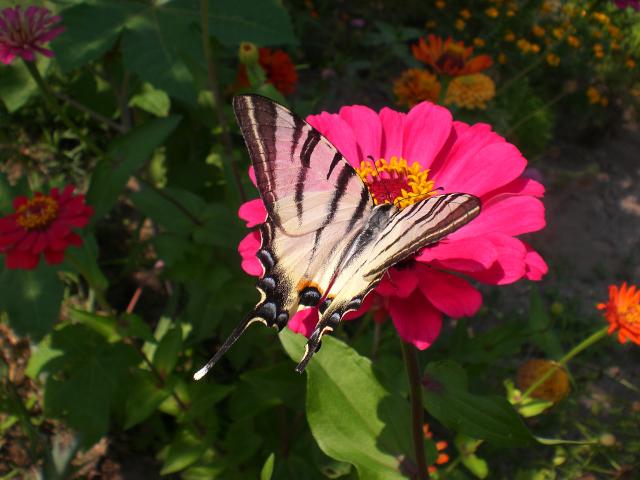 Болталка)) или милые детки, пишите сюда)))