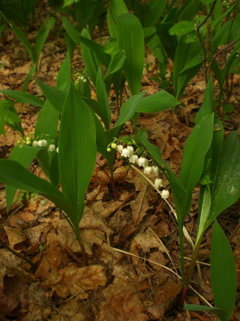 Болталка)) или милые детки, пишите сюда)))