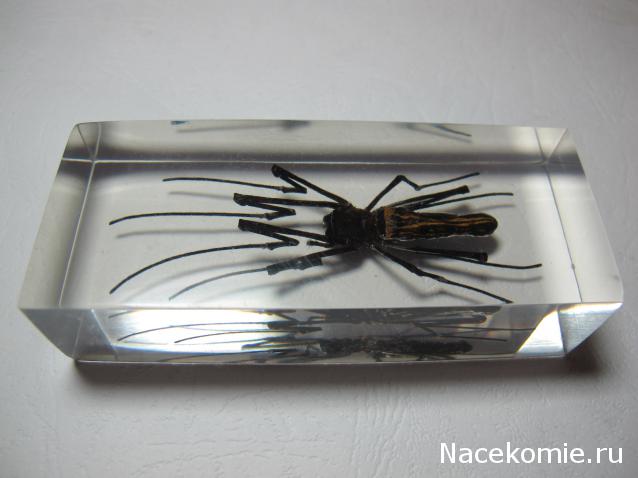 Насекомые №27 Золотой Кругопряд (Nephila sp.) фото, обсуждение