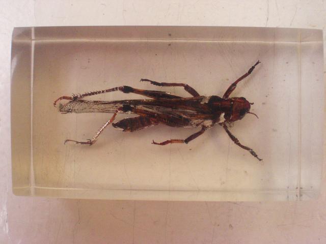 Насекомые №6 Перелетная саранча (Locusta migratoria) фото, обсуждение