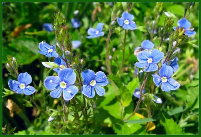 Болталка)) или милые детки, пишите сюда)))