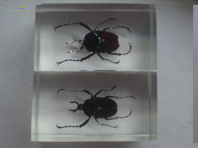 Насекомые №7 Формосская Бронзовка (Dicronocephalus) фото, обсуждение