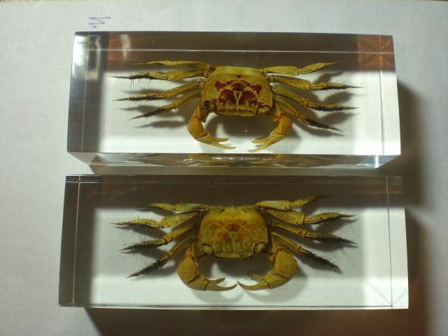 Насекомые в Акриле НЕ из Журнала