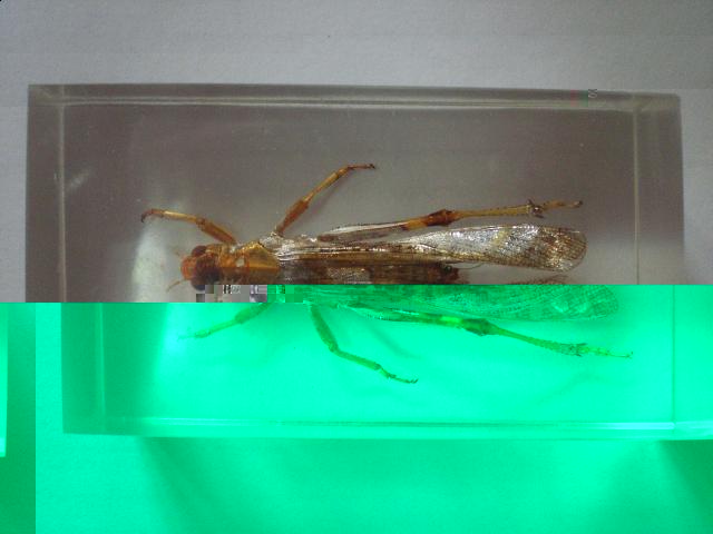 Насекомые №6 Перелетная саранча (Locusta migratoria) фото, обсуждение