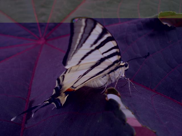 Фото насекомых (не из журнала)